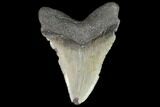 Bargain, Fossil Megalodon Tooth - North Carolina #92435-2
